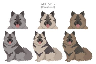 Alman spitz, Wolfspitz clipart. Farklı pozlar, farklı renkler. Vektör illüstrasyonu