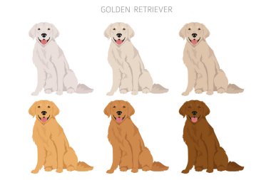 Golden retriever köpekleri farklı pozlarda ve palto renkleri klitoris. Vektör illüstrasyonu