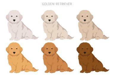 Golden retriever köpekleri farklı pozlarda ve palto renkleri klitoris. Vektör illüstrasyonu