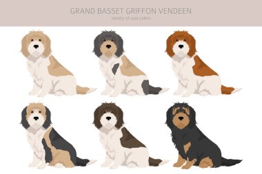 Grand basset griffon vendeen clipart. Farklı pozlar, farklı renkler. Vektör illüstrasyonu