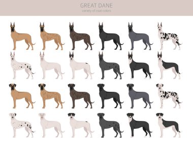 Great Dane clipart. Different poses, coat colors set.  Vector illustration clipart