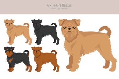 Griffon Belge klipsi. Farklı pozlar, farklı renkler. Vektör illüstrasyonu