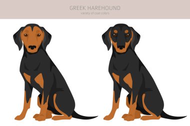 Greek Harehound clipart. Different coat colors set.  Vector illustration