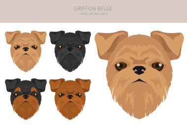 Griffon Belge klipsi. Farklı pozlar, farklı renkler. Vektör illüstrasyonu