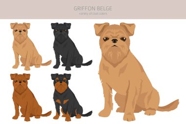Griffon Belge klipsi. Farklı pozlar, farklı renkler. Vektör illüstrasyonu