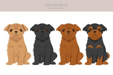 Griffon Belge klipsi. Farklı pozlar, farklı renkler. Vektör illüstrasyonu