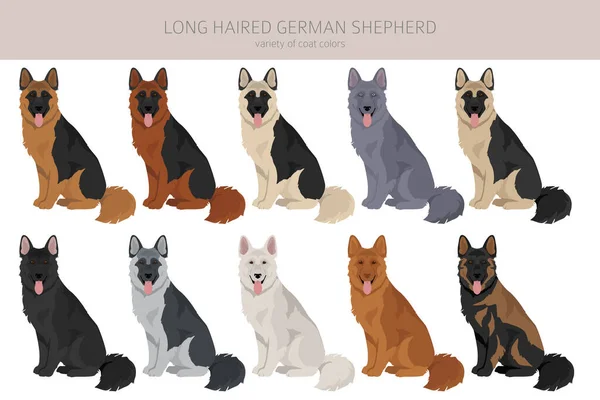 Μακρυμάλλης Γερμανικός Ποιμενικός Σκύλος Διάφορα Χρώματα Παλτό Εικονογράφηση Διανύσματος — Διανυσματικό Αρχείο