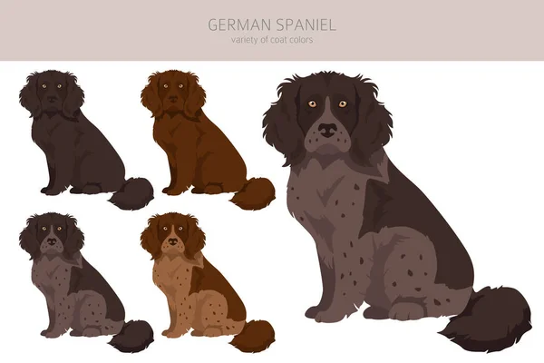 Alemán Spaniel Clipart Distintas Poses Colores Del Abrigo Establecidos Ilustración — Vector de stock