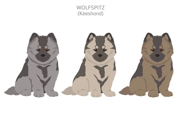 German Spitz Wolfspitz Clipart Different Poses Coat Colors Set Vector — Stock Vector