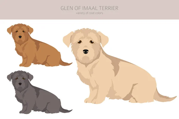 Γκλεν Του Imaal Terrier Clipart Διαφορετικές Πόζες Σετ Χρωμάτων Εικονογράφηση — Διανυσματικό Αρχείο