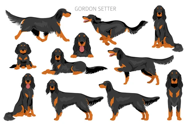 Gordon Setter Clipart Různé Pózy Barvy Srsti Nastaveny Vektorová Ilustrace — Stockový vektor
