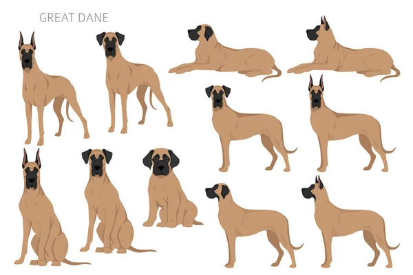 Grand Dane Clipart Différentes Poses Couleurs Manteau Réglées Illustration Vectorielle — Image vectorielle