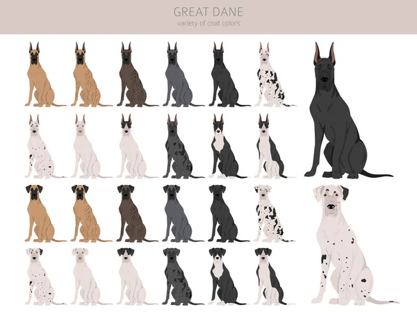 Great Dane Clipart Pose Yang Berbeda Warna Mantel Ditetapkan Ilustrasi - Stok Vektor