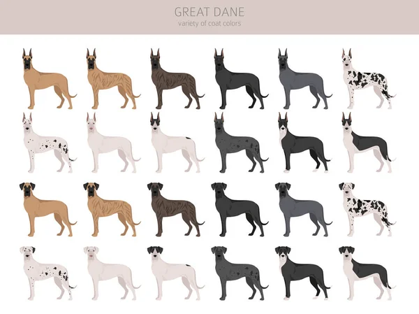 Great Dane Clipart Different Poses Coat Colors Set Vector Illustration — Stock Vector