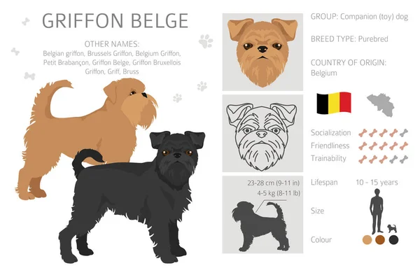 Clipart Griffon Belge Différentes Poses Couleurs Manteau Réglées Illustration Vectorielle — Image vectorielle