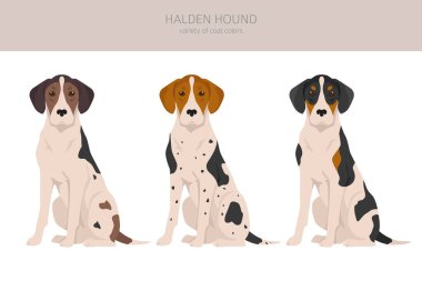 Halden hound clipart. Different poses, coat colors set.  Vector illustration