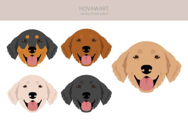 Hovawart Köpek Yarışması. Farklı pozlar, farklı renkler. Vektör illüstrasyonu