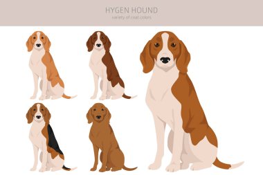 Hygen hound clipart. Different poses, coat colors set.  Vector illustration