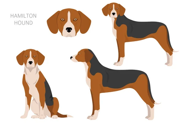汉密尔顿猎狗集团 不同的姿势 不同的外套颜色 矢量说明 — 图库矢量图片
