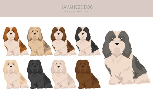 Havanese Dog Clipart Different Poses Coat Colors Set Vector Illustration — Stock Vector