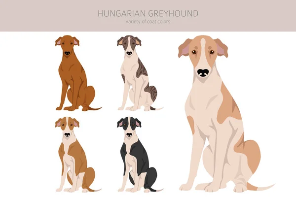 Hungarian Greyhound Clipart Different Poses Coat Colors Set Vector Illustration — Archivo Imágenes Vectoriales