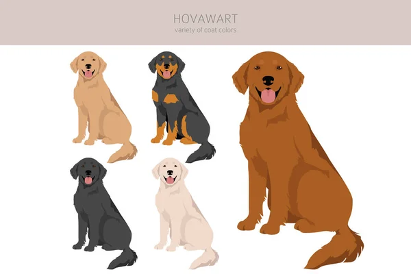 Hovawart Dog Clipart Different Poses Coat Colors Set Vector Illustration — Stock Vector