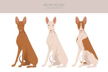 İbizan av köpeği kırpması. Farklı pozlar, farklı renkler. Vektör illüstrasyonu