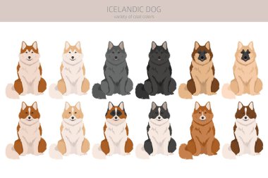 İzlanda köpek klipsi. Farklı pozlar, farklı renkler. Vektör illüstrasyonu
