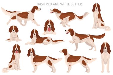 İrlanda kırmızı ve beyaz setter clipart. Farklı pozlar, farklı renkler. Vektör illüstrasyonu