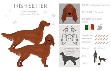 İrlandalı Red Setter klipsi. Farklı pozlar, farklı renkler. Vektör illüstrasyonu