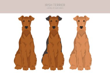 Irish terrier clipart. Different poses, coat colors set.  Vector illustration clipart