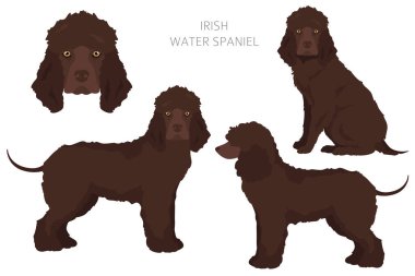 İrlandalı su spanyeli Clipart. Farklı pozlar, farklı renkler. Vektör illüstrasyonu