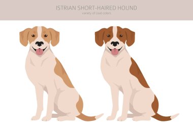 Istrian Short-haired hound clipart. Different poses, coat colors set.  Vector illustration clipart