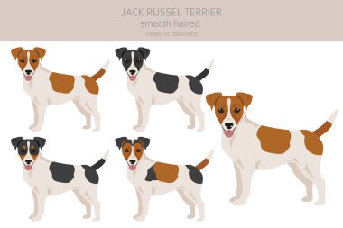 Jack Russel teriyeri farklı pozlar ve ceket renklerinde. Düz manto ve kırık saçlar. Vektör illüstrasyonu