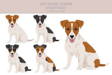 Jack Russel teriyeri farklı pozlar ve ceket renklerinde. Düz manto ve kırık saçlar. Vektör illüstrasyonu