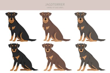 Jagdterrier dağılımı. Farklı pozlar, farklı renkler. Vektör illüstrasyonu
