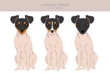 Japanese terrier clipart. Different poses, coat colors set.  Vector illustration clipart