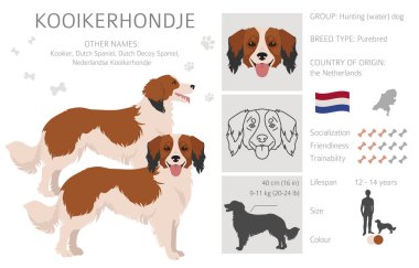 Kooikerhondje tırmanın. Farklı pozlar, farklı renkler. Vektör illüstrasyonu