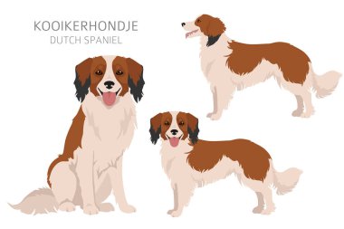 Kooikerhondje tırmanın. Farklı pozlar, farklı renkler. Vektör illüstrasyonu