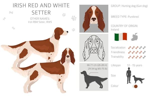 Irish Red White Setter Clipart Different Poses Coat Colors Set — Stock Vector