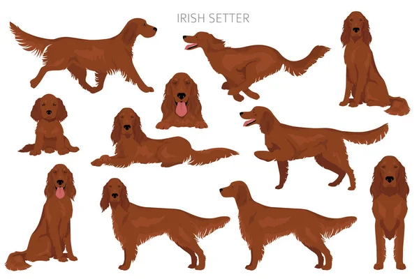 Clipart Setter Rouge Irlandais Différentes Poses Couleurs Manteau Réglées Illustration — Image vectorielle
