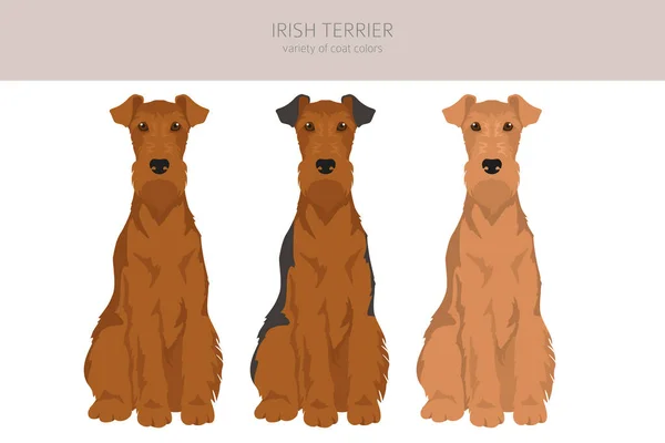 Irish Terrier Clipart Different Poses Coat Colors Set Vector Illustration — Stock Vector