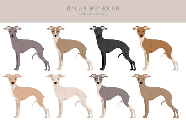 Clipart Galgo Italiano Distintas Poses Colores Del Abrigo Establecidos Ilustración — Vector de stock