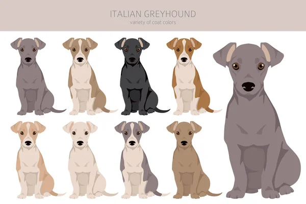 stock vector Italian Greyhound clipart. Different poses, coat colors set.  Vector illustration