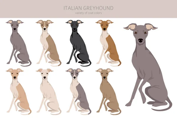 Italienischer Windhund Cliparts Verschiedene Posen Festgelegte Fellfarben Vektorillustration — Stockvektor