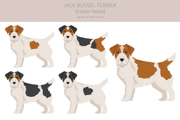 Jack Russel Terrier Olika Poser Och Pälsfärger Smidig Rock Och — Stock vektor