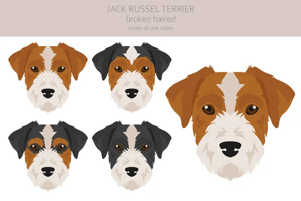 Jack Russel Terrier Diferentes Poses Colores Abrigo Abrigo Liso Pelo — Vector de stock