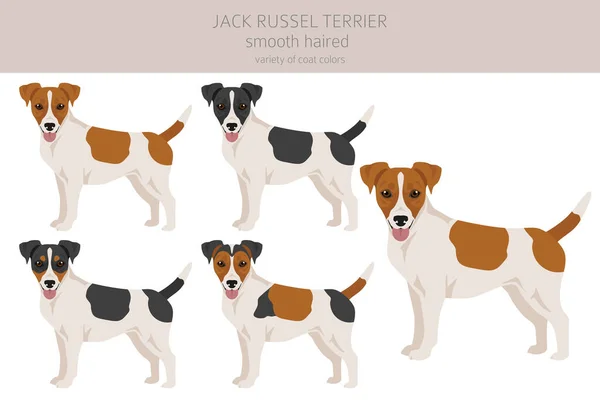Jack Russel Τεριέ Διαφορετικές Πόζες Και Χρώματα Παλτό Λείο Παλτό — Διανυσματικό Αρχείο