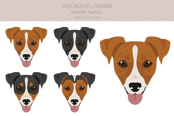Jack Russel Terrier Diferentes Poses Cores Casaco Casaco Liso Cabelos — Vetor de Stock