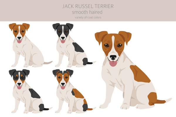 Jack Russel terrier in different poses and coat colors. Smooth coat and broken haired.  Vector illustration